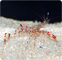 Bruun's Cleaner Shrimp (Urocaridella antonbruunii)
