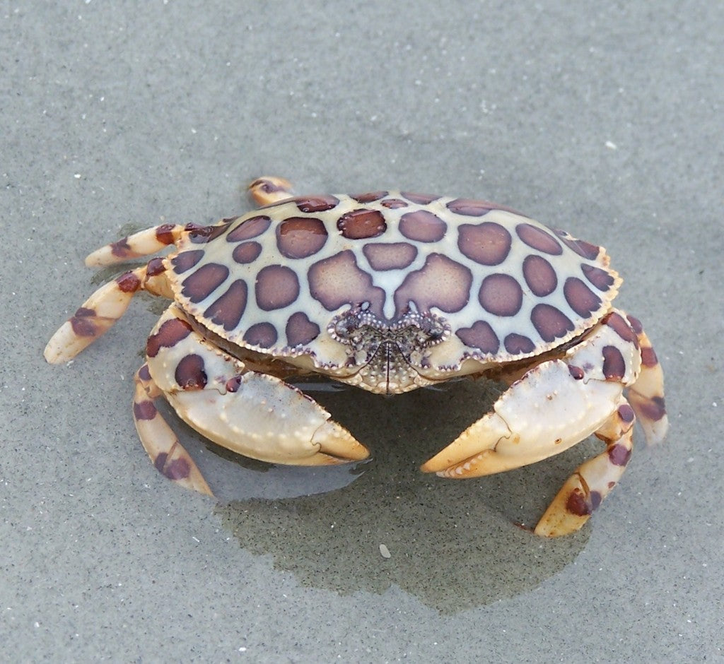 Calico Crab (Hepatus epheliticus)