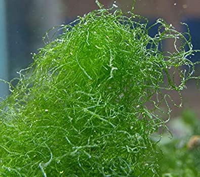 Chaeto Bulk Algae (Chaetomorpha)