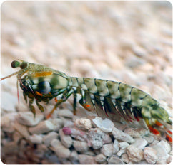 Chiragra Mantis Shrimp Male (Gonodactylus chiragra)