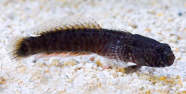 Crested Sand Goby (Lophogobius cyprinoides)
