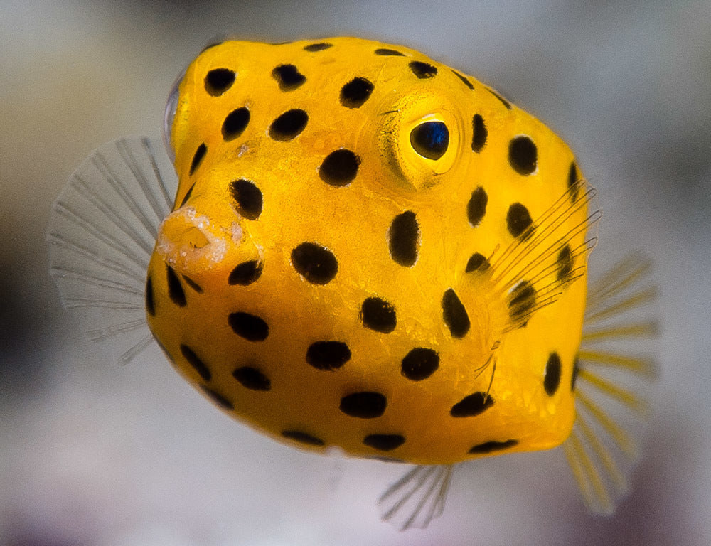 Cubicus Boxfish (Ostracion cubicus) – MarineSolutions