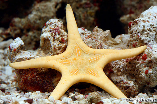 Double Tile Starfish (Iconaster longimanus)