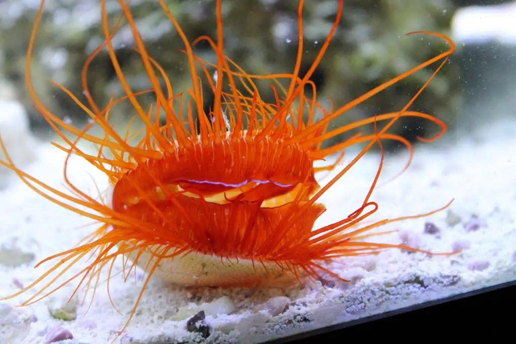 Electric Flame Scallop (Lima sp.)