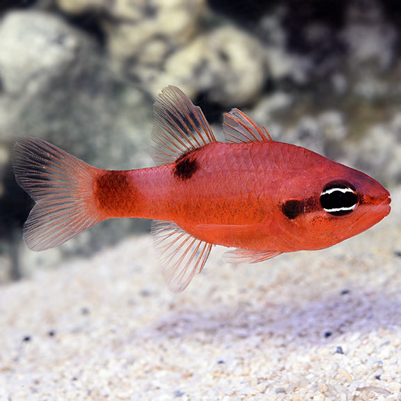 Flame Cardinalfish (Apogon spp.)
