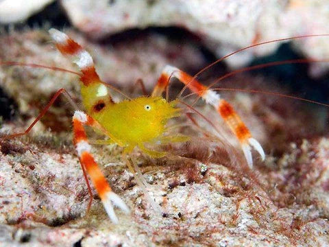 Zanzibar Coral Banded Shrimp (Stenopus zanzibaricus)