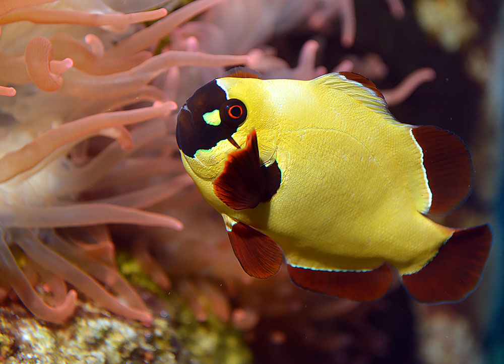 Gold Nugget Maroon Clownfish (Premnas biaculeatus)