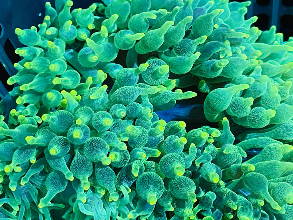 Green Bubble-Tip Anemone (Entacmaea quadricolor)