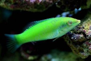 Green Coris Wrasse (Halichoeres chloropterus)