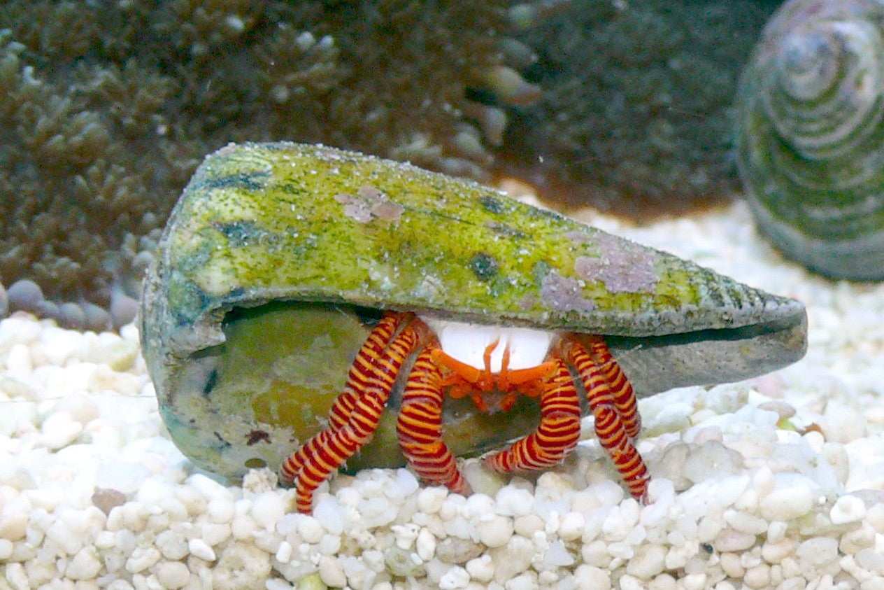 Halloween Hermit Crab (Ciliopagurus strigatus)