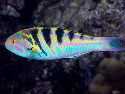 Hardwicke Wrasse (Thalassoma hardwicke)