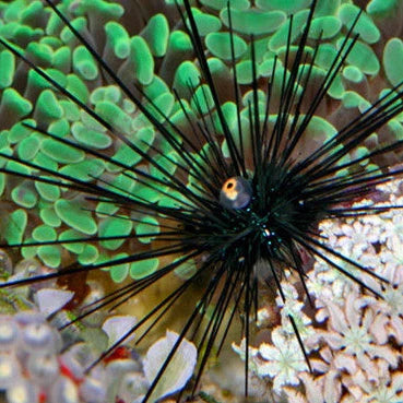 Black Long Spine Urchin (Diadema setosum)