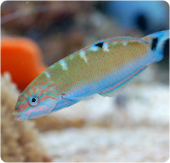 Lunar Wrasse (Thalassoma lunare)