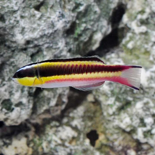 Rainbow Rock / Paddlefin Wrasse (Thalassoma lucasanum)