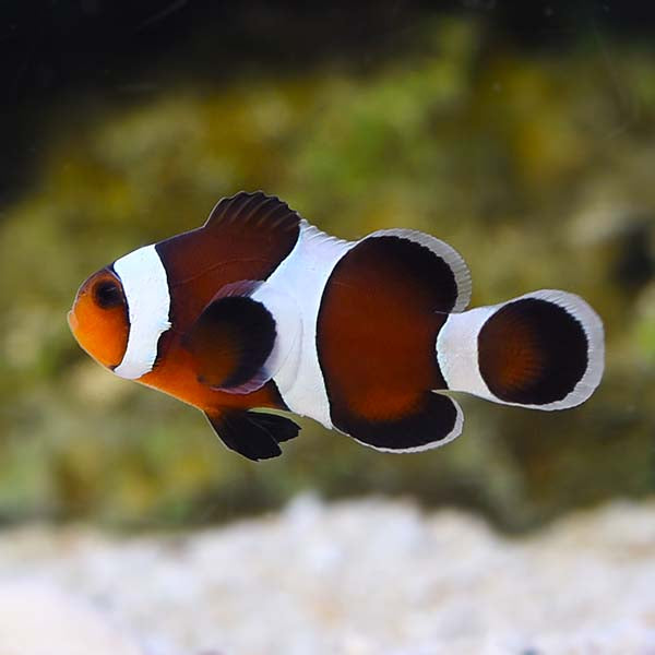 Mocha Ocellaris Clownfish (Amphiprion ocellaris x A. ocellaris var.)