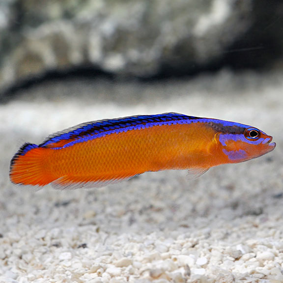 Neon/Aldabraensis Dottyback (Pseudochromis aldabraensis)