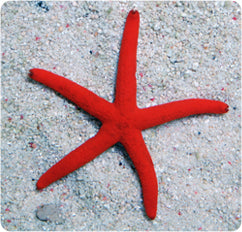 Orange Linckia Starfish (Linckia spp. )