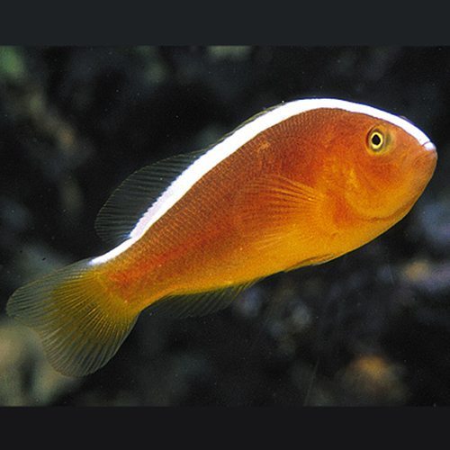 Orange Skunk Clownfish (Amphiprion sandaracinos)