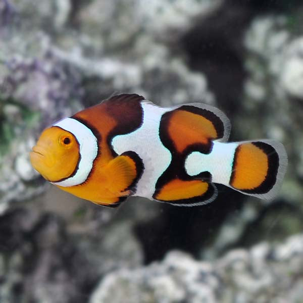Picasso Clownfish (Amphiprion percula)
