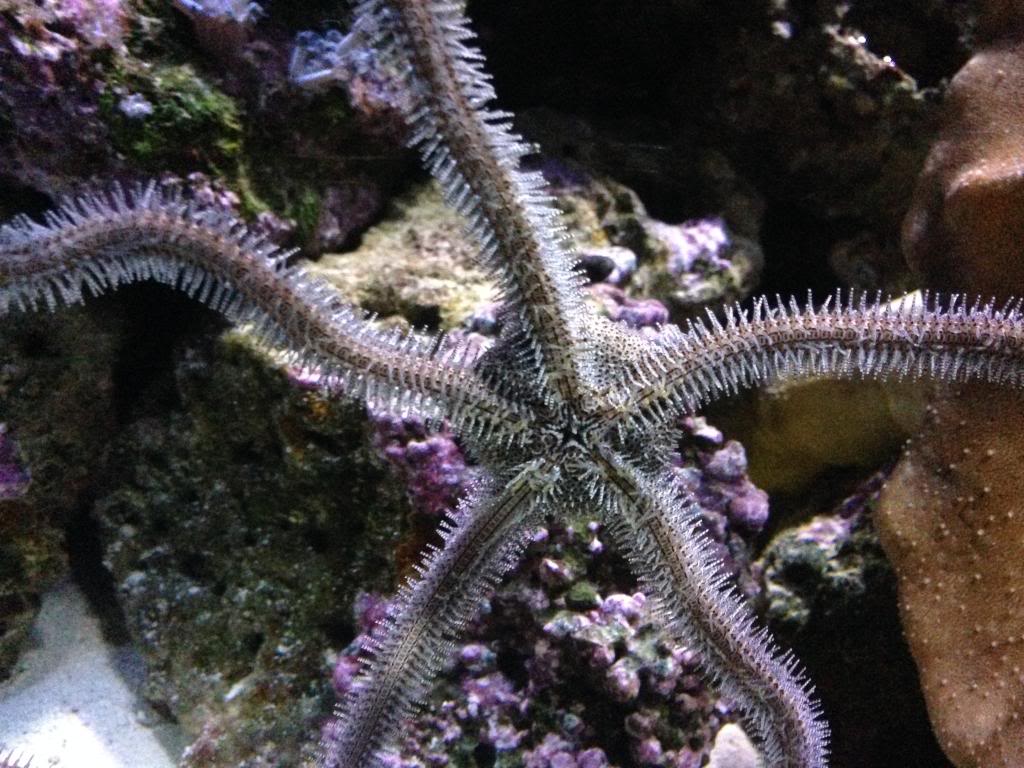 Pink Paddle Brittle Starfish (Ophiomastix annulosa)
