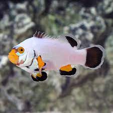 Platinum Picasso Clownfish (Amphiprion percula)