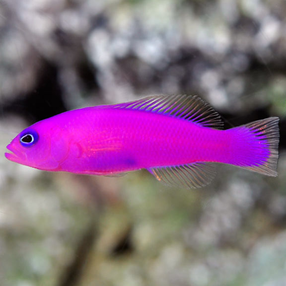 Purple Dottyback (Pseudochromis porphyreus)