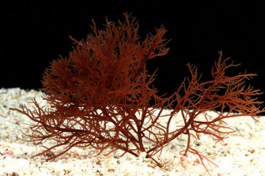 Red Ogo Macro Algae (Gracilaria sp.)
