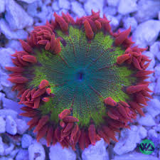 Rock Flower Anemone (Epicystis crucifer)