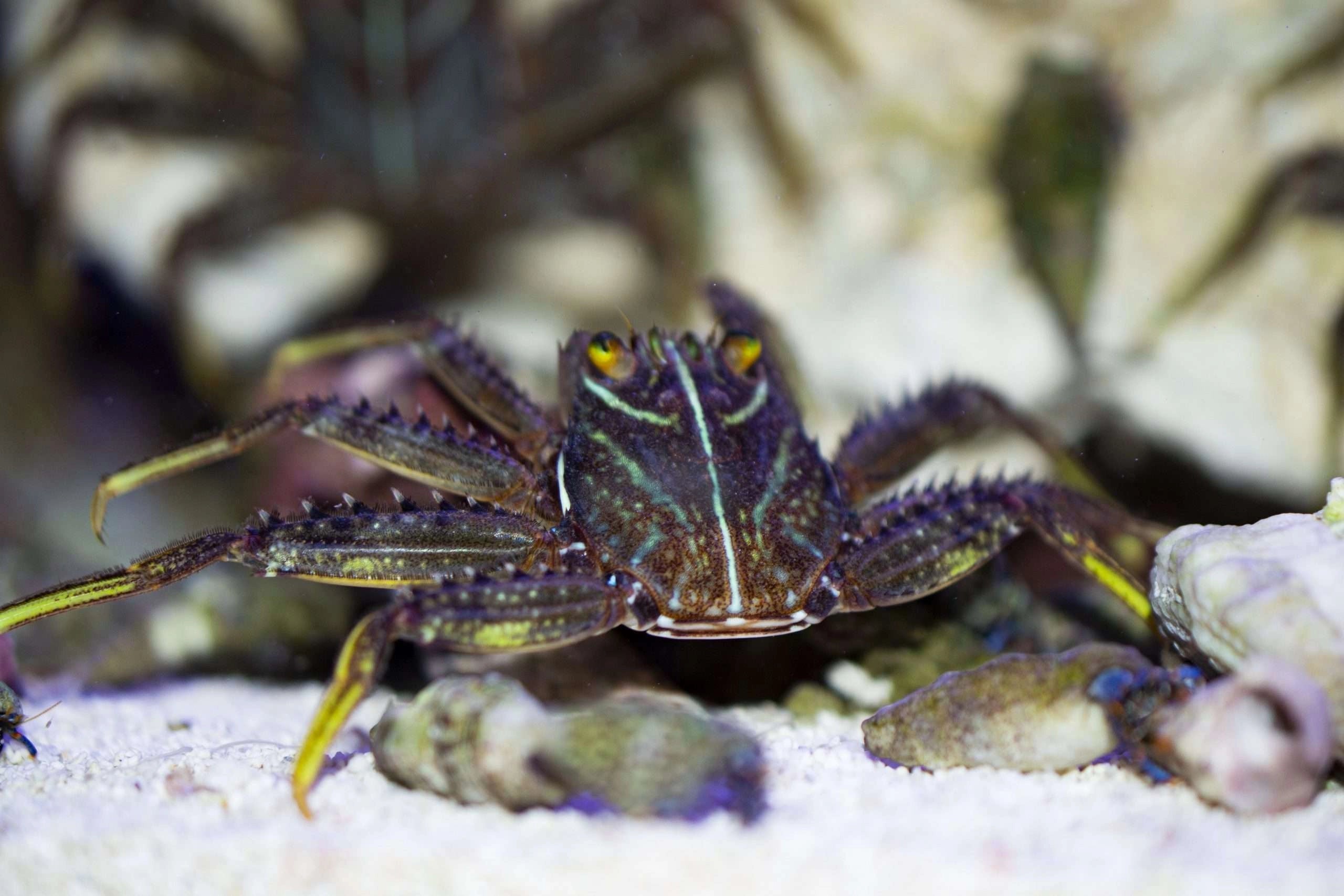 Sally Lightfoot Crab (Percnon gibbesi)