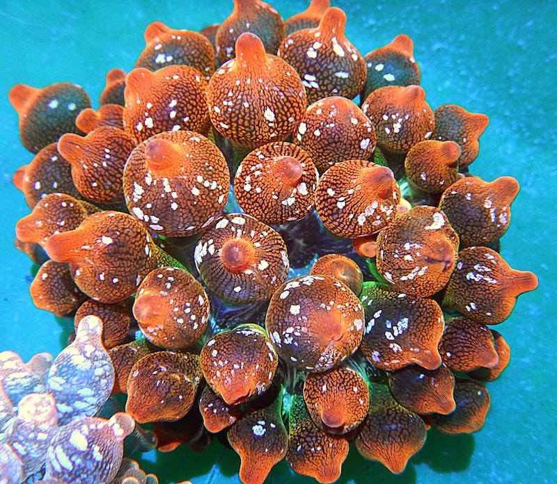 Snowflake Bubble-Tip Anemone (Entacmaea quadricolor)