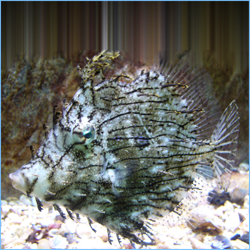 Tassled Filefish (Chaetodermis penicilligerus)