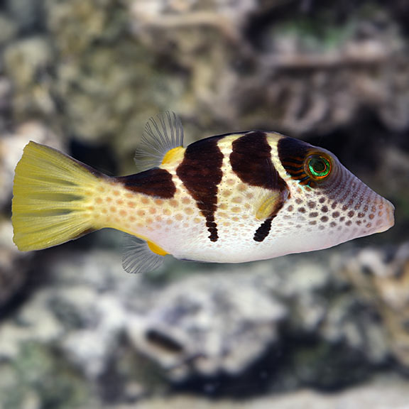 Valentini Sharpnose Pufferfish (Canthigaster valentini)