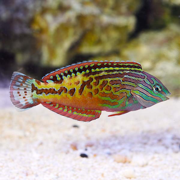 Vermiculate Leopard Wrasse Male (Macropharyngodon bipartitus)