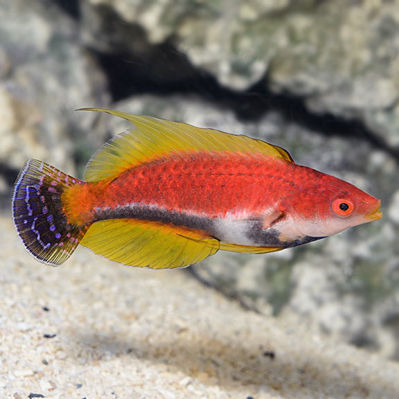 Whip Fin Fairy Wrasse (Cirrhilabrus filamentosus)