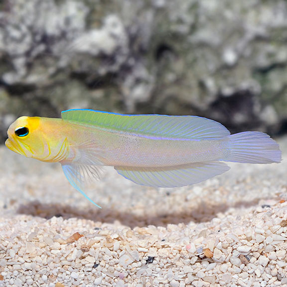 Pearly/Yellowhead Jawfish (Opistognathus aurifrons)